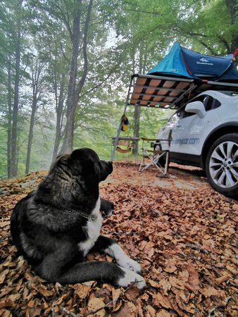 Zestaw - platforma dachowa CampUp + namiot 2-osobowy Quechua